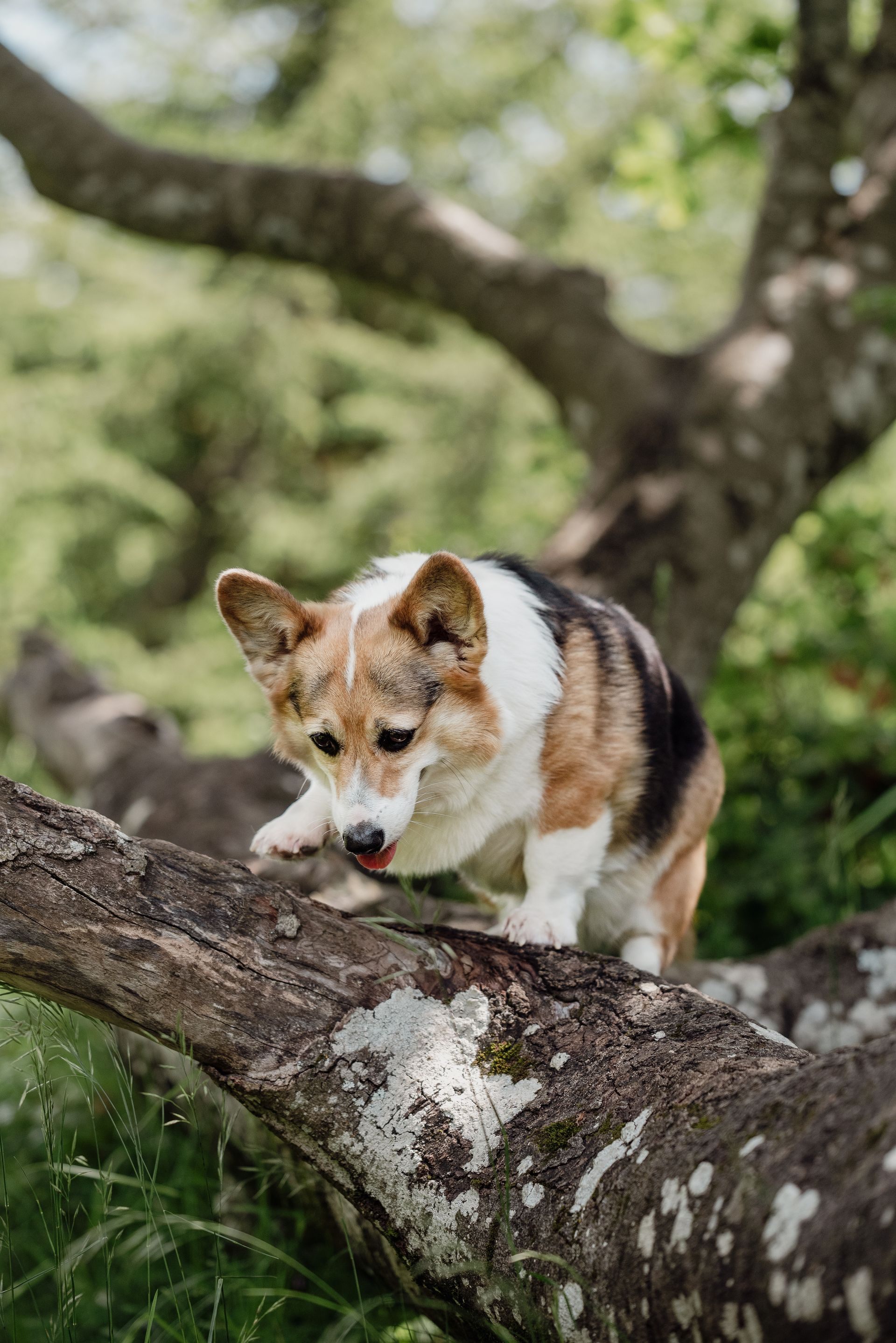 Pferd in der Natur – Tierfotografie, Albstadt & Zollernalbkreis