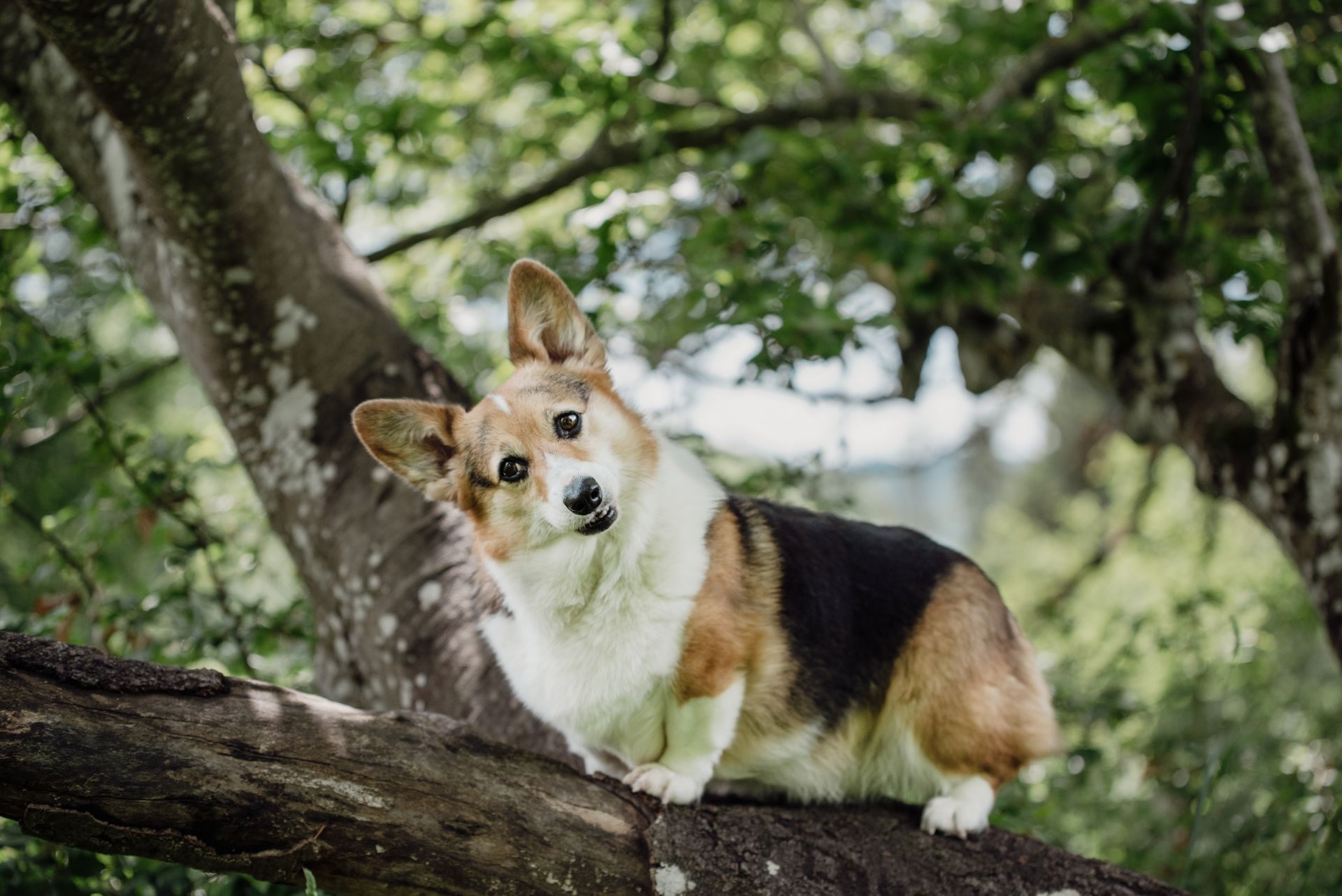 Vierbeiner Portrait – Tierfotografie, Albstadt & Zollernalbkreis