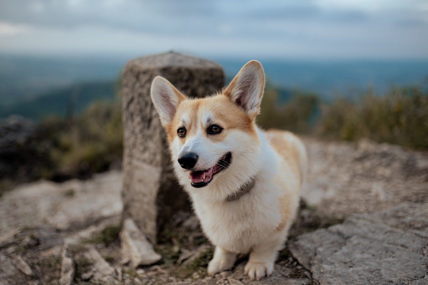 Hundeportrait im Freien – Tierfotografie, Albstadt & Zollernalbkreis