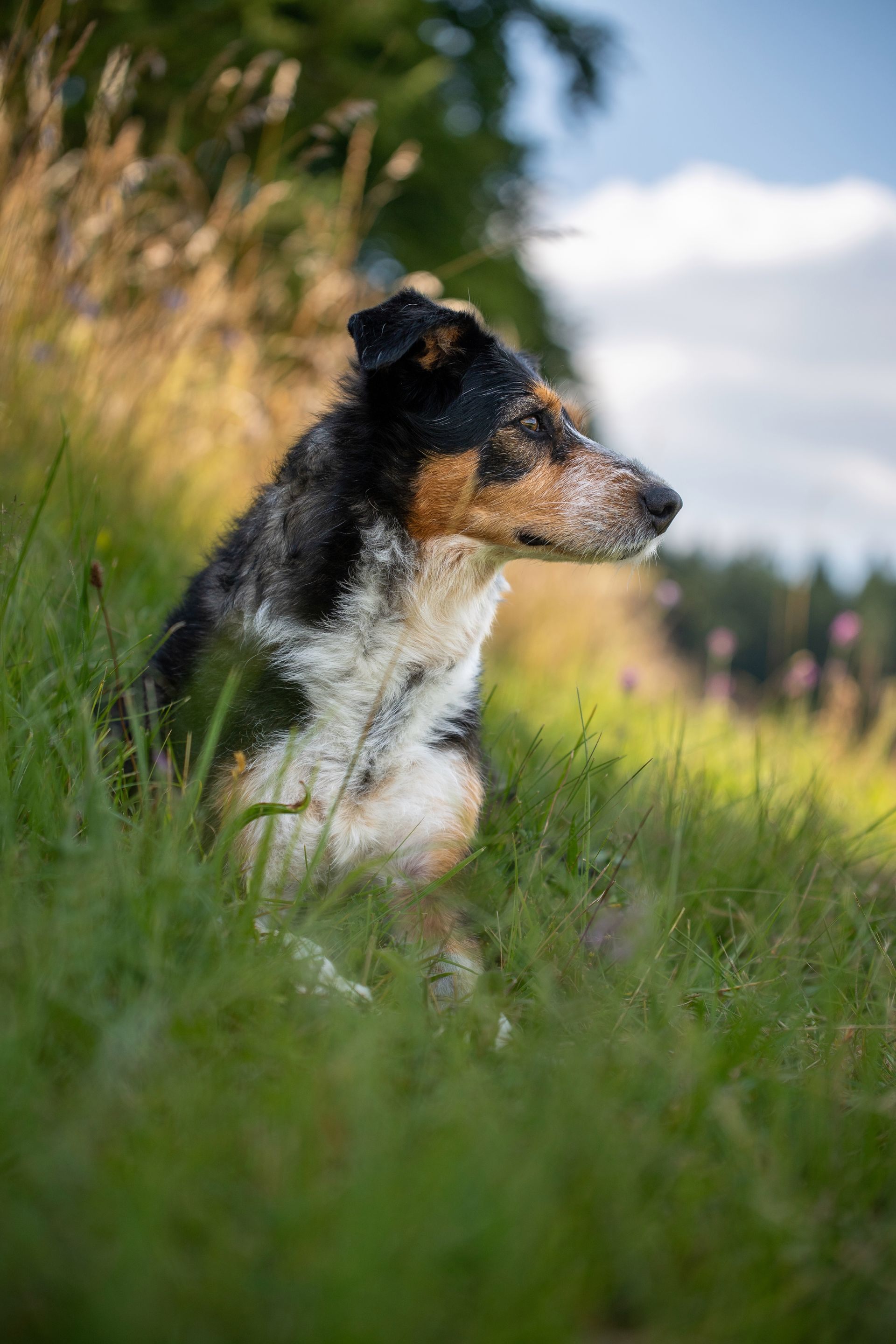 Mensch und Tier – Tierfotografie, Albstadt & Zollernalbkreis