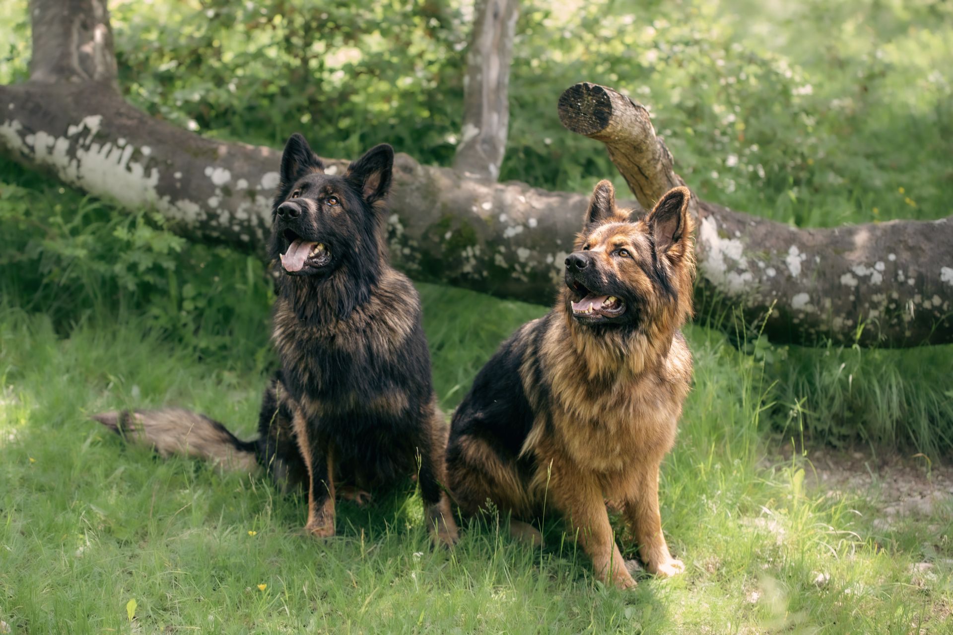 Tierischer Charakter – Tierfotografie, Albstadt & Zollernalbkreis