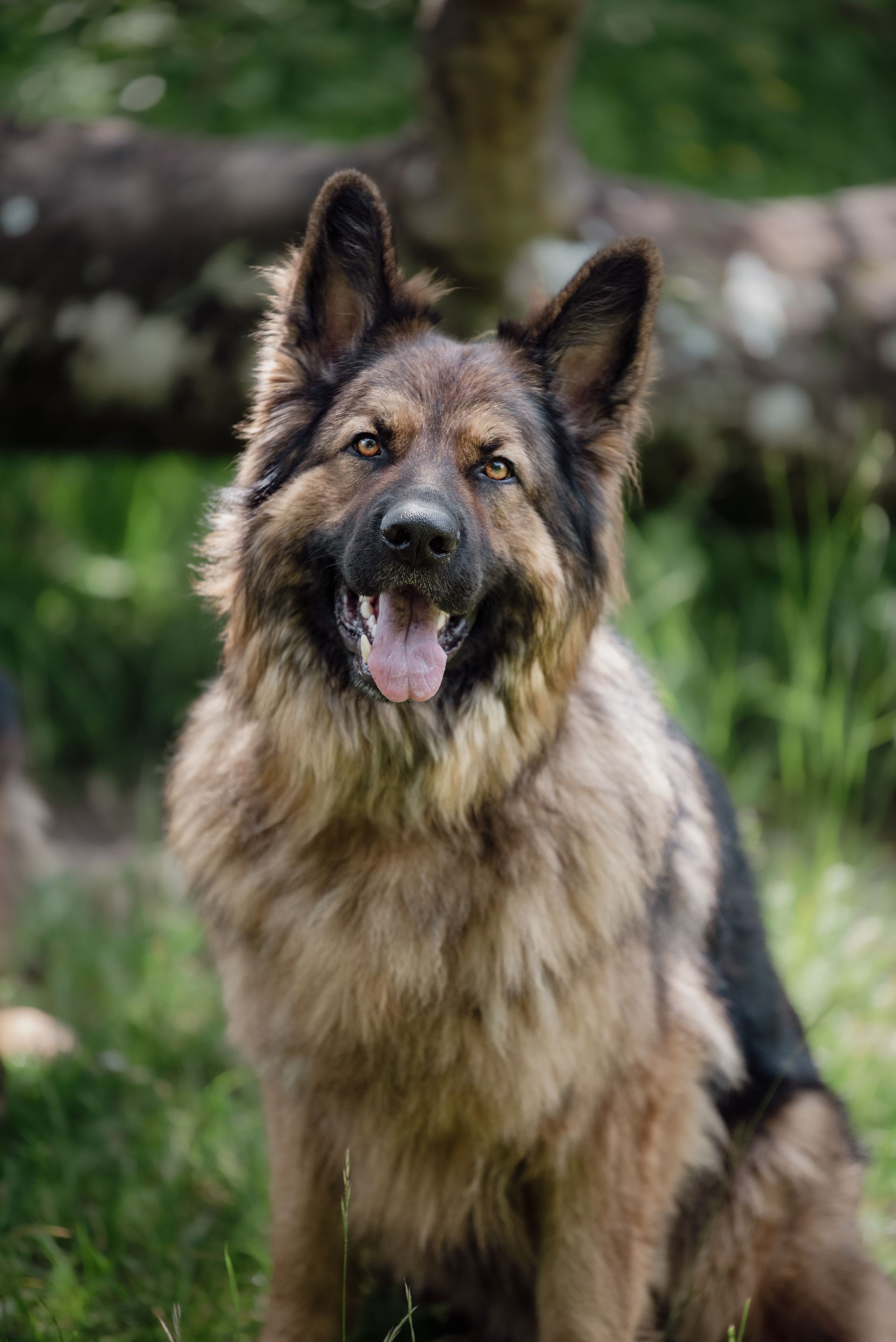 Haustier Outdoor-Shooting – Tierfotografie, Albstadt & Zollernalbkreis