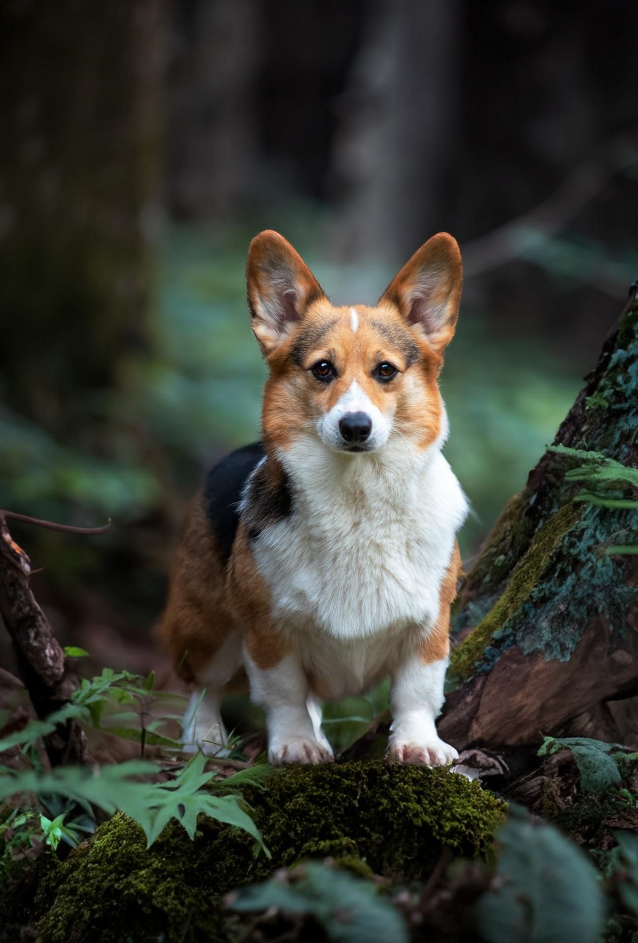 Pferd in der Natur – Tierfotografie, Albstadt & Zollernalbkreis