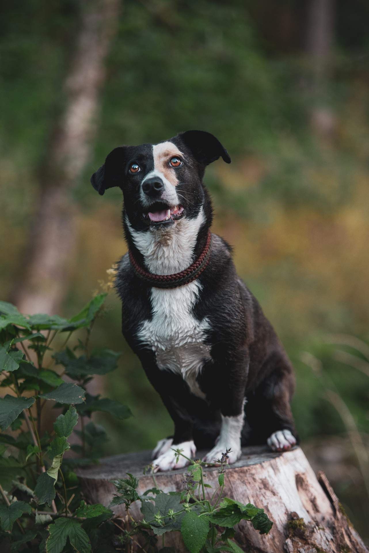 Natuerliches Tierportrait – Tierfotografie, Albstadt & Zollernalbkreis