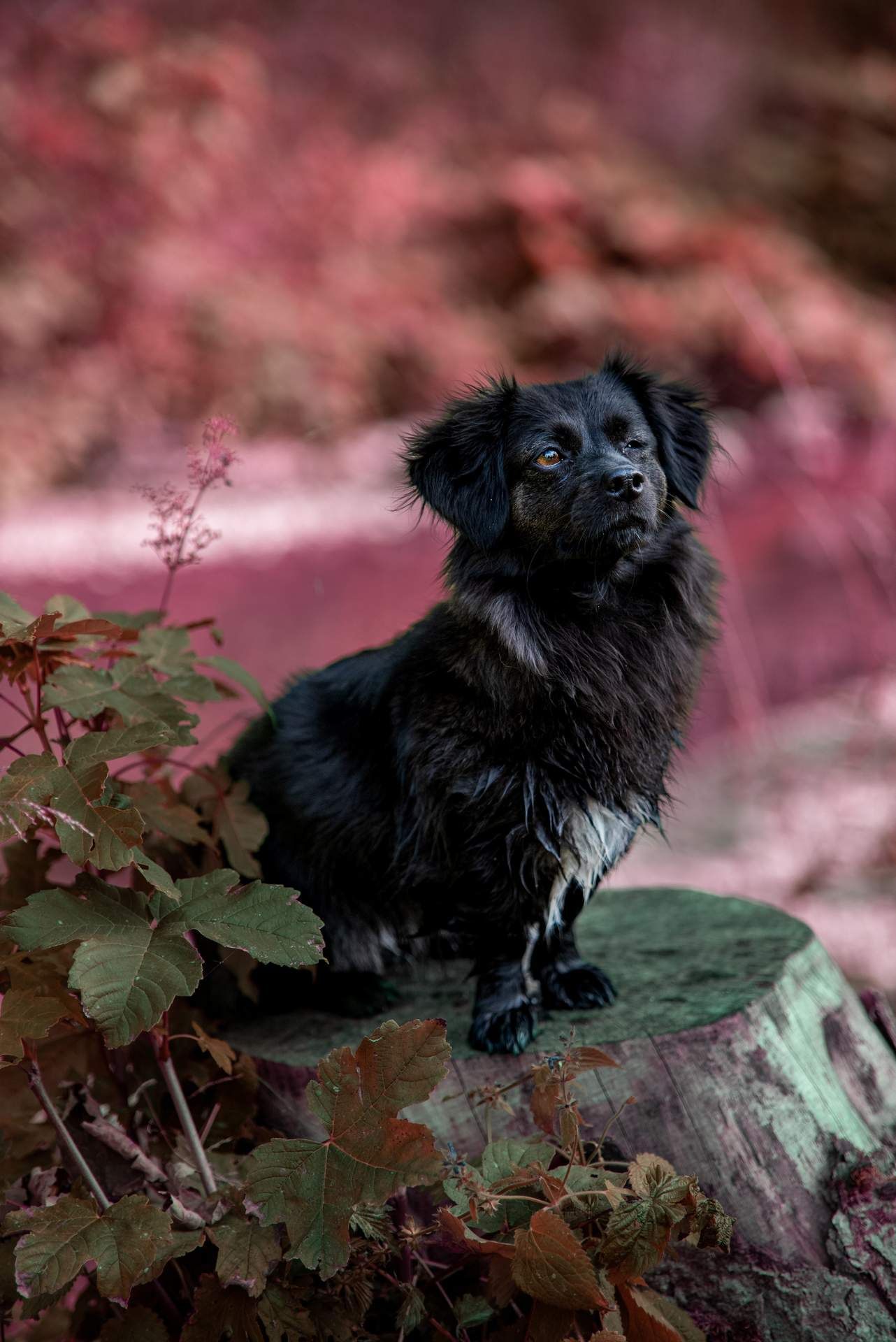 Vierbeiner Portrait – Tierfotografie, Albstadt & Zollernalbkreis