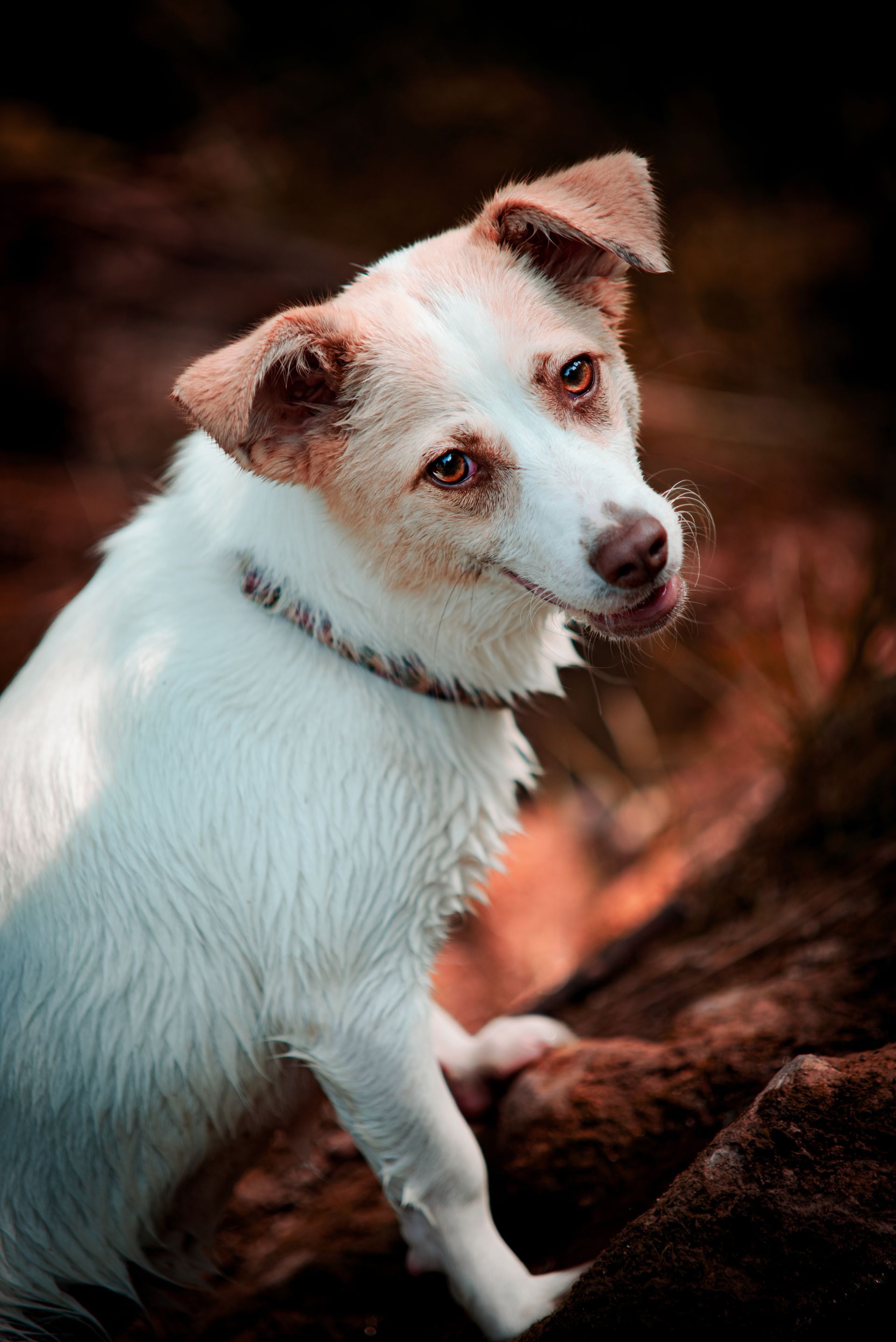 Hundeportrait im Freien – Tierfotografie, Albstadt & Zollernalbkreis