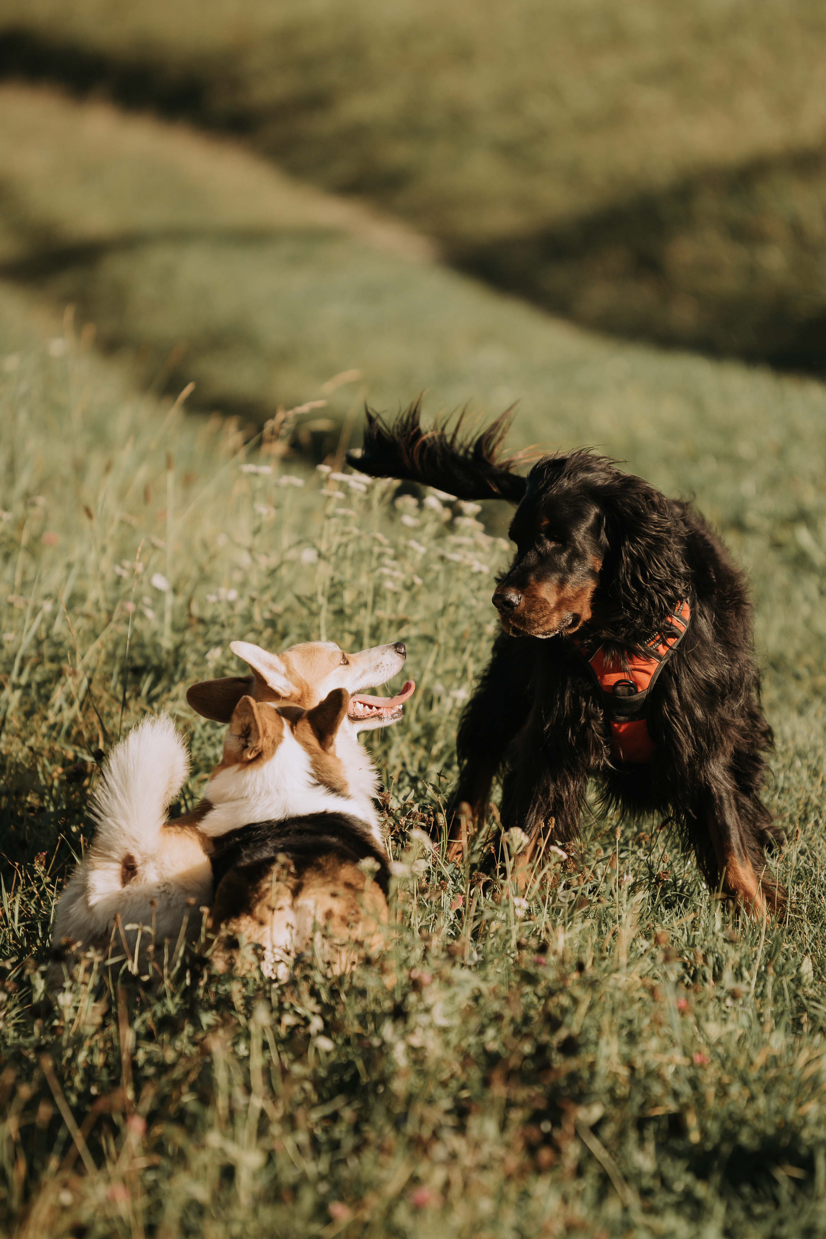 Hundeportrait im Freien – Tierfotografie, Albstadt & Zollernalbkreis