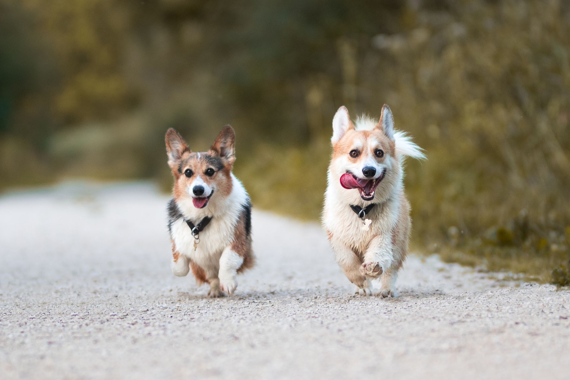 Hundeportrait im Freien – Tierfotografie, Albstadt & Zollernalbkreis