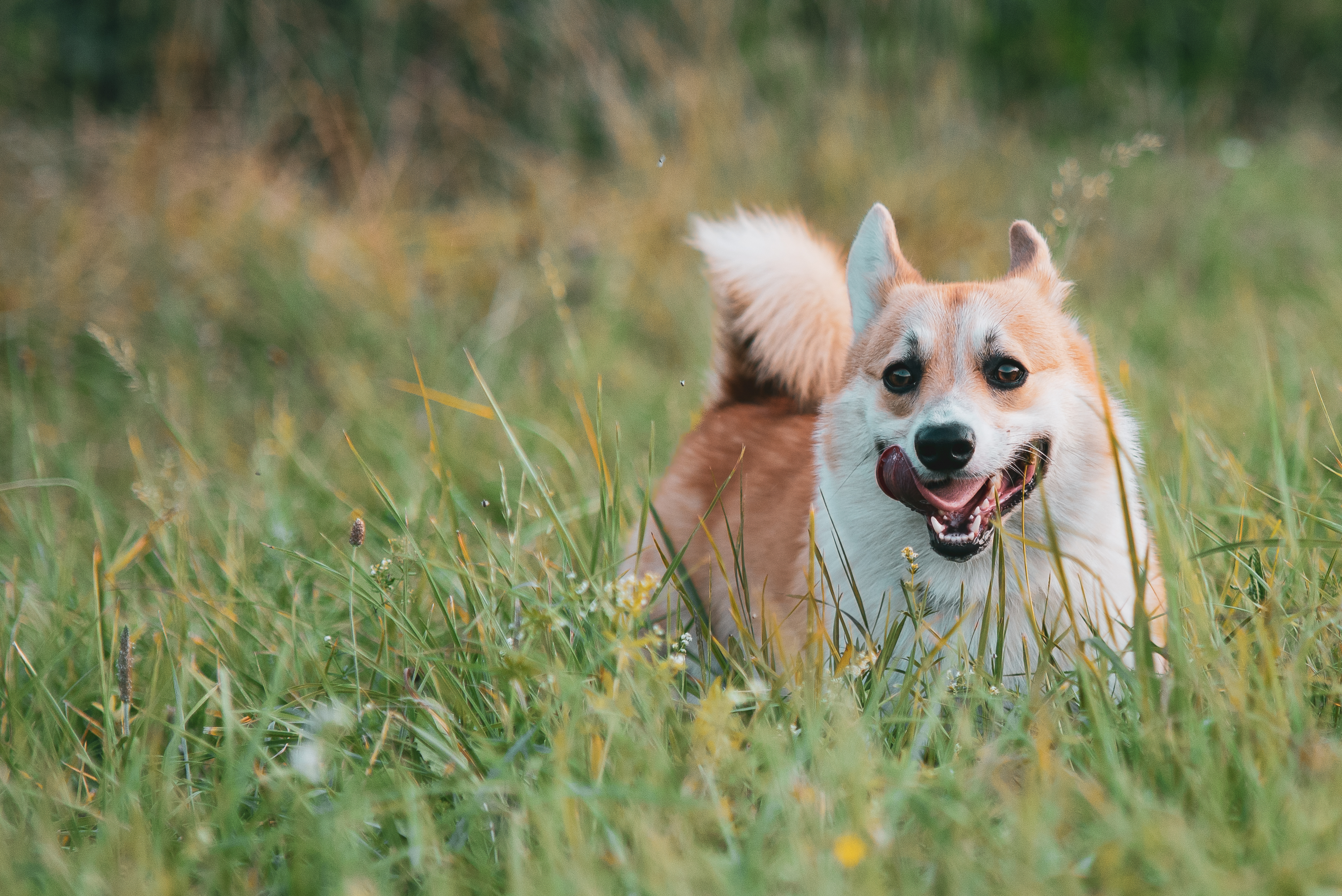 Mensch und Tier – Tierfotografie, Albstadt & Zollernalbkreis