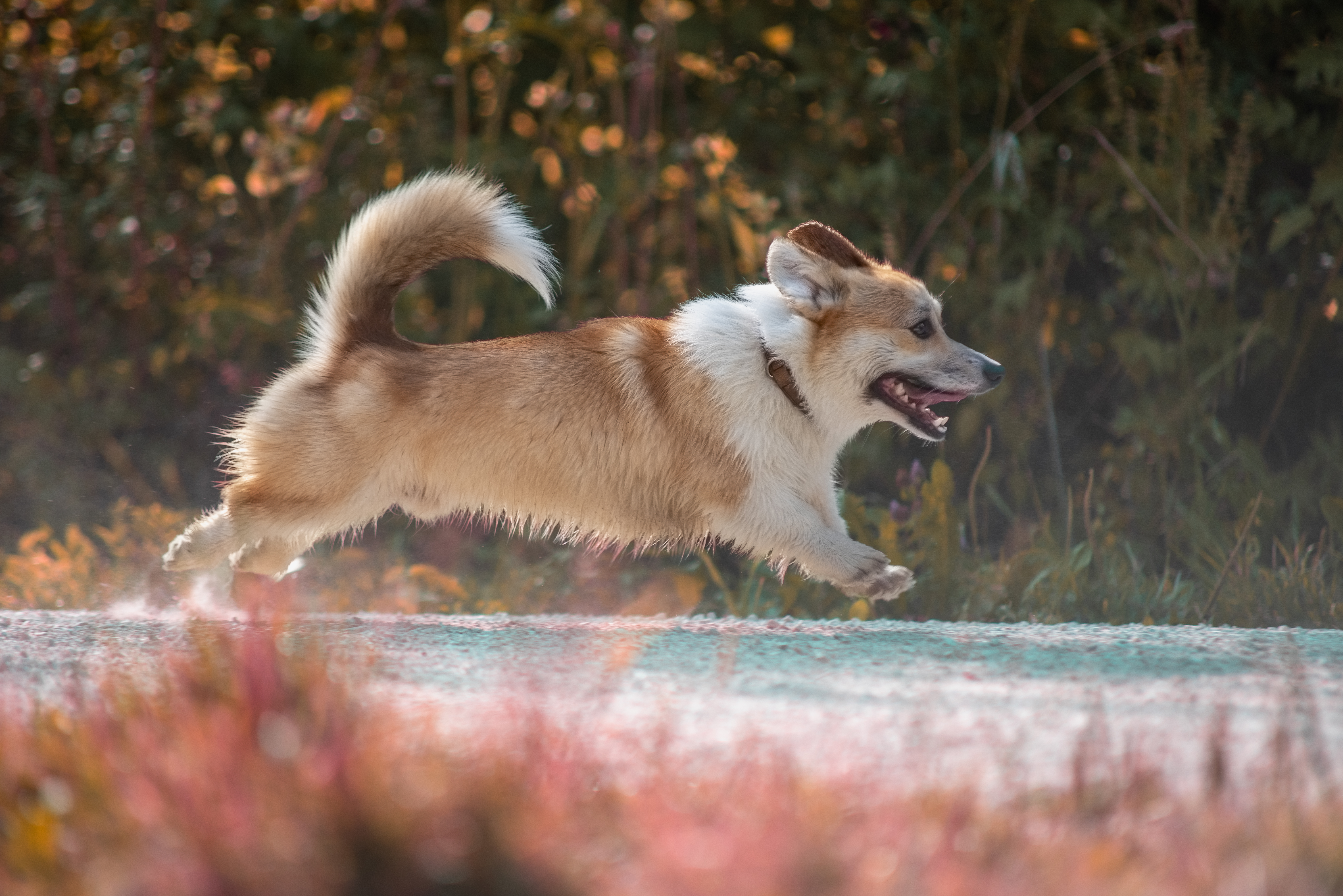 Tierischer Charakter – Tierfotografie, Albstadt & Zollernalbkreis