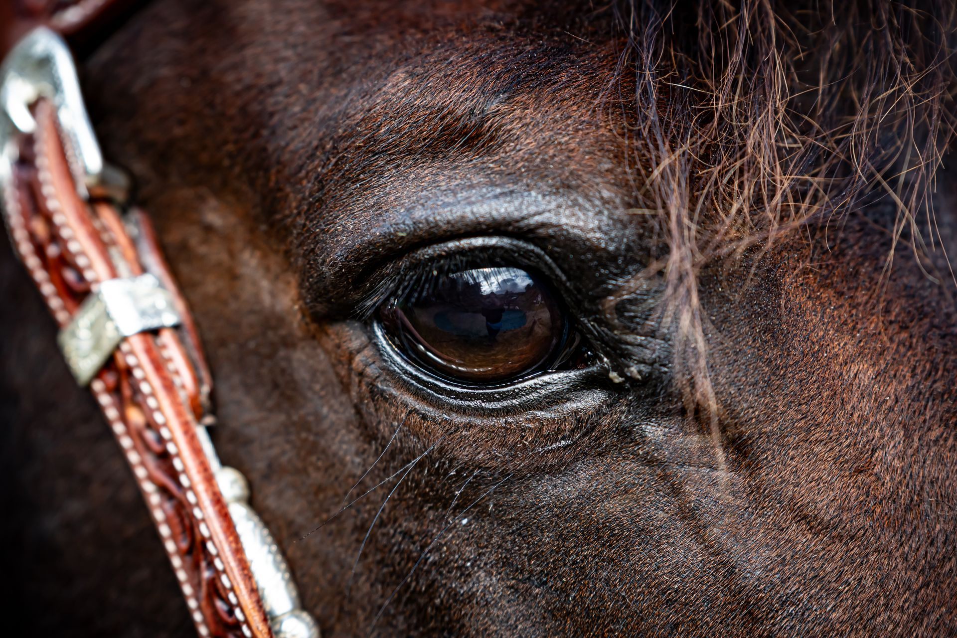 Vierbeiner Portrait – Tierfotografie, Albstadt & Zollernalbkreis